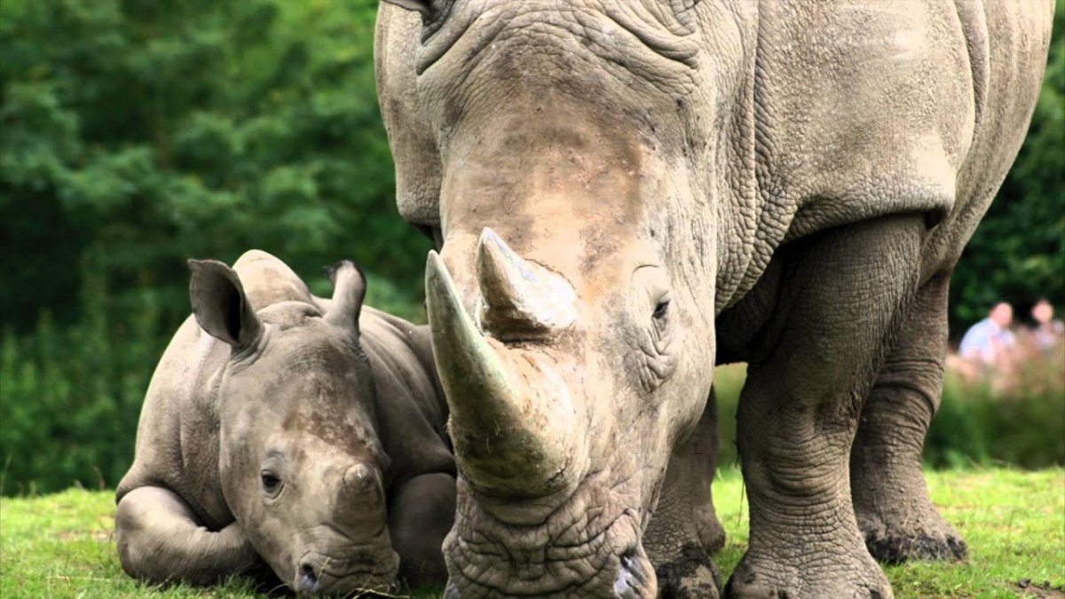 Белый носорог