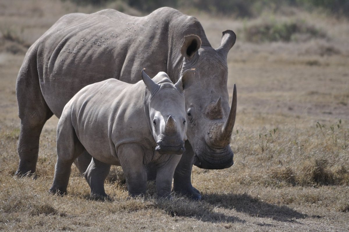 Селус Танзания черный носорог