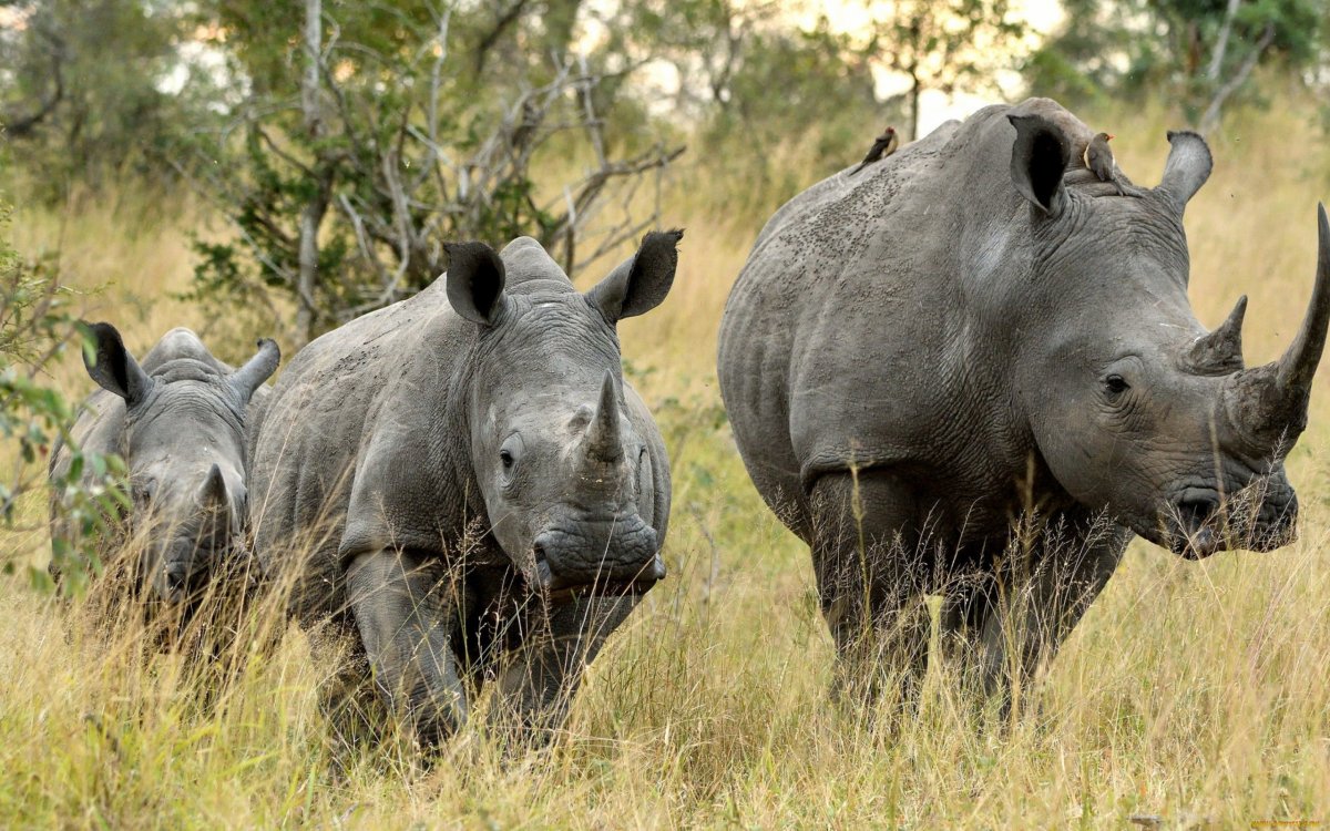 Древний носорог