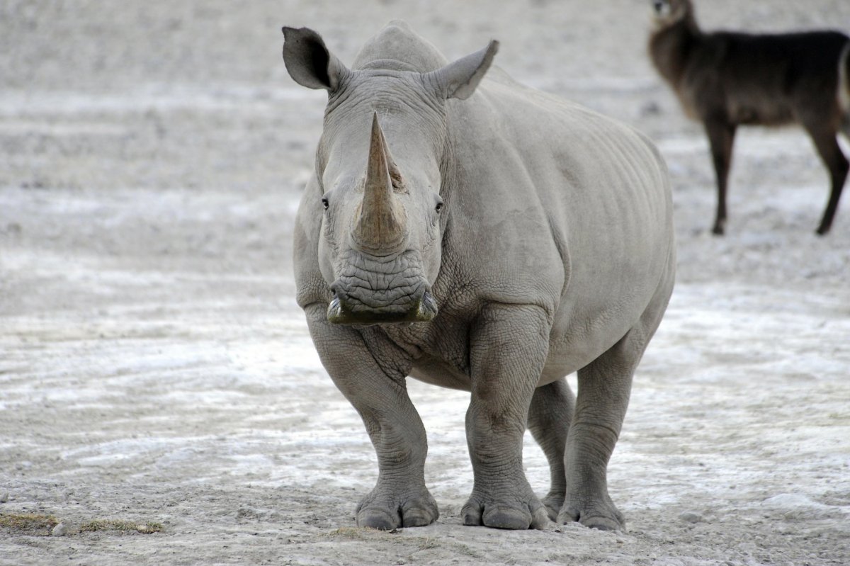 Носорог белый красивый