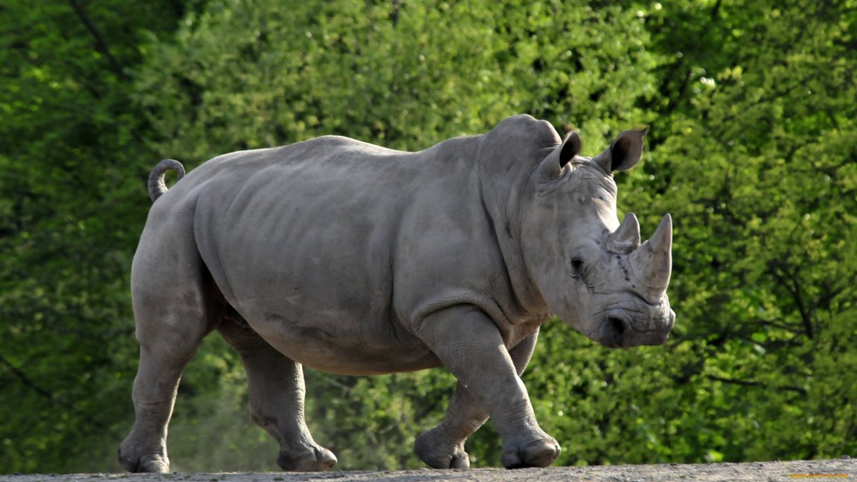 Широконосый носорог