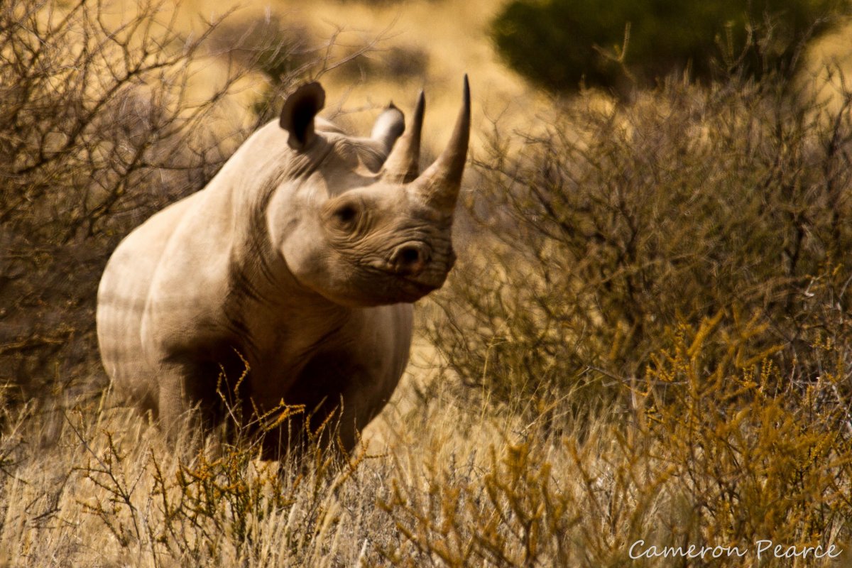Бегущий носорог фото