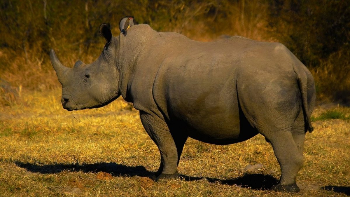 Европейский носорог