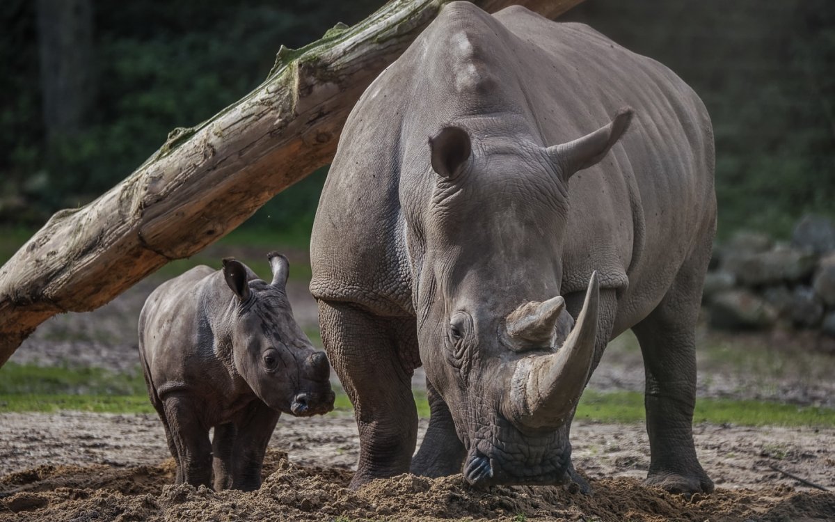 Детеныш носорога