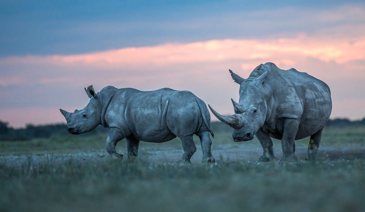 Носорог белый красивый