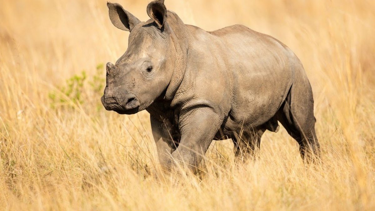 Национальный парк Крюгера носорог