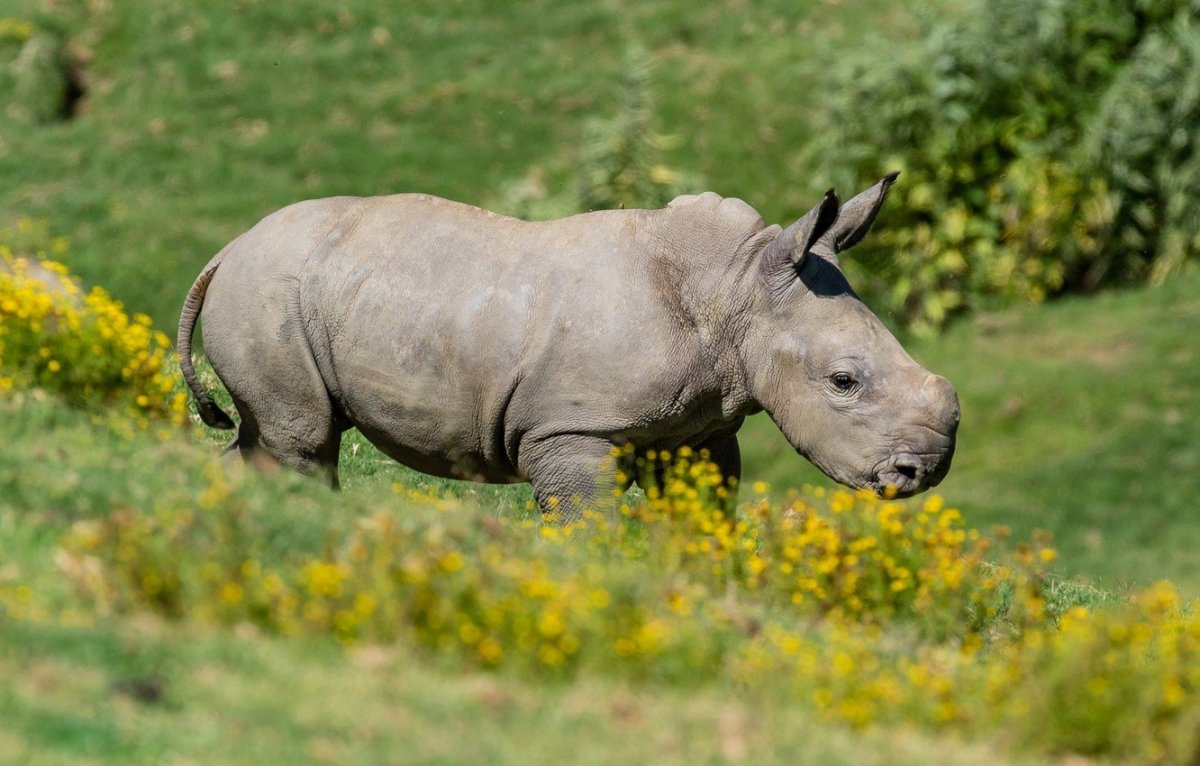 Носорог фон