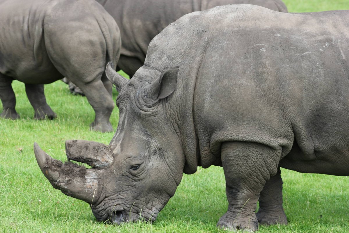 Вьетнамский яванский носорог