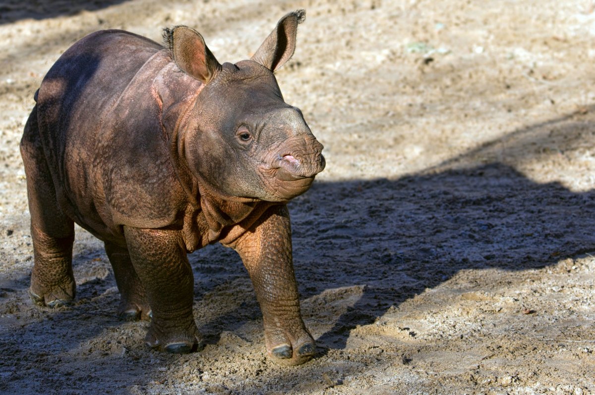 Носорог и носорожек