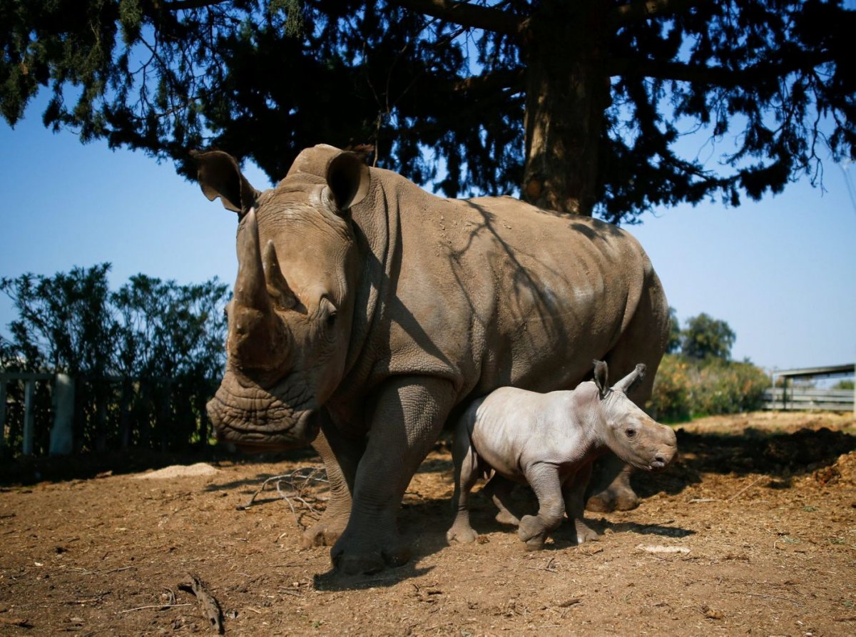 Белый носорог белый носорог