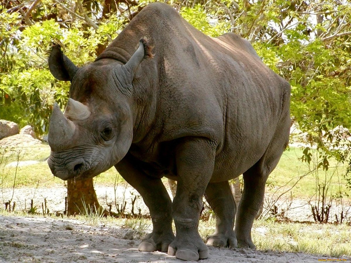 Европейский носорог