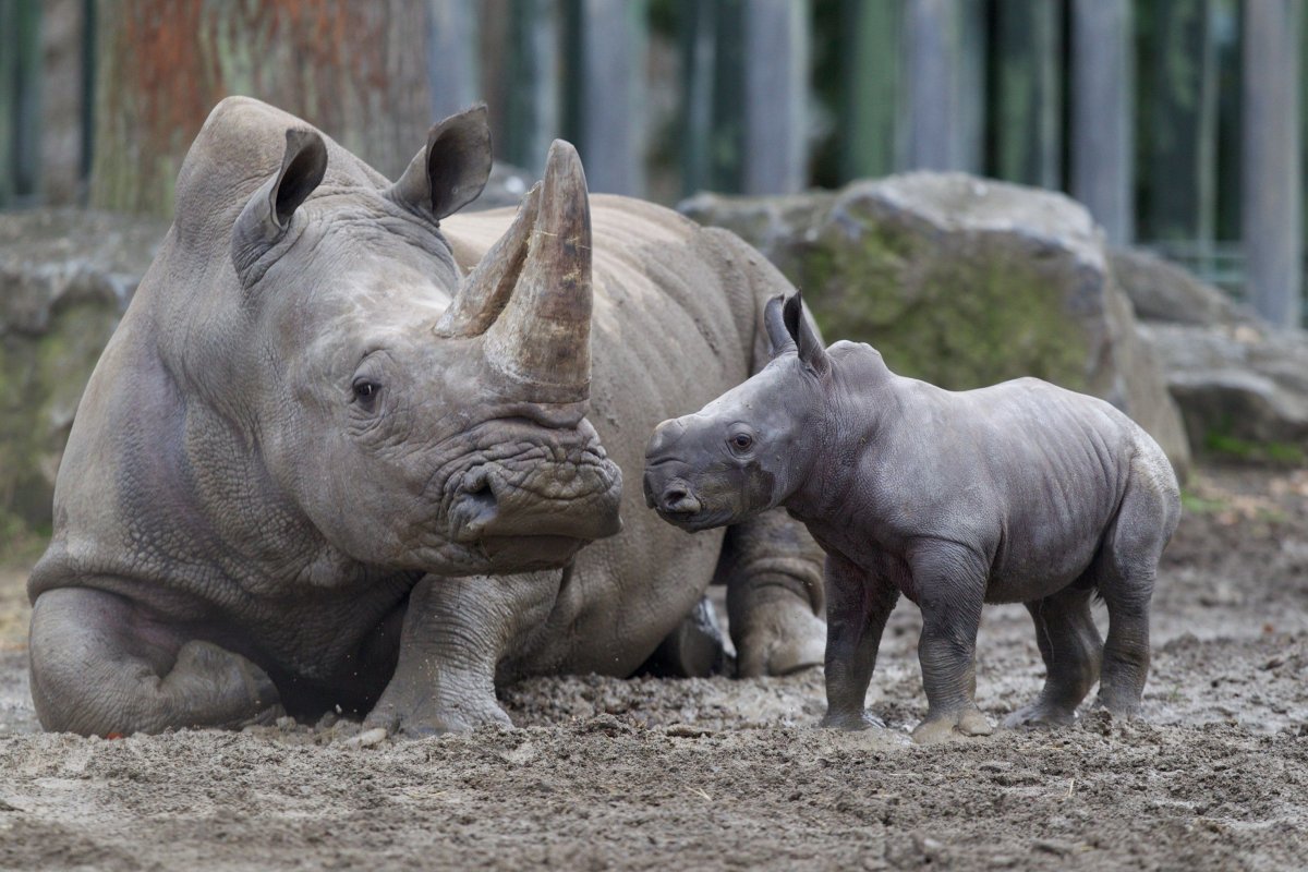 Детеныш носорога
