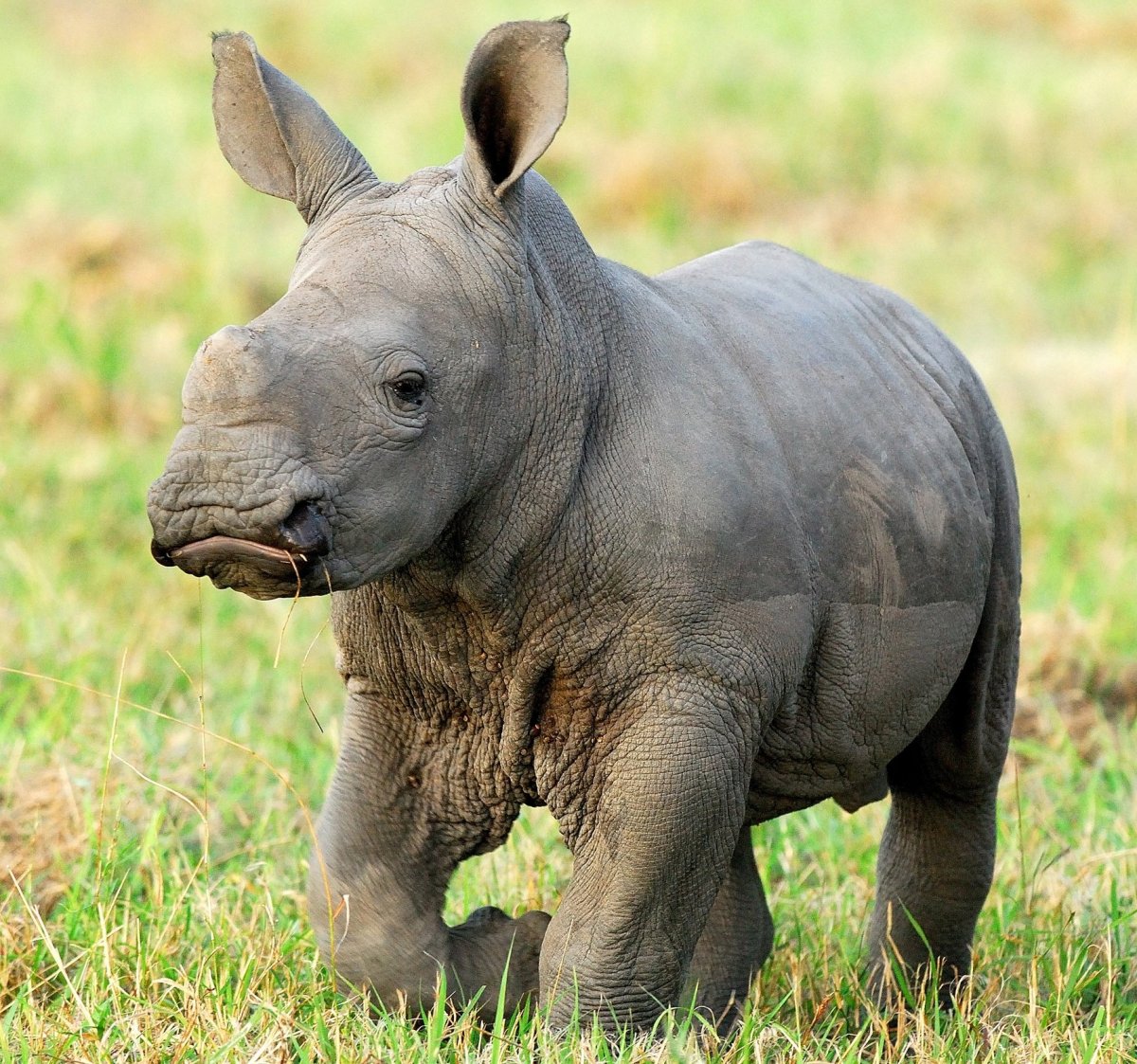 Карликовый носорог