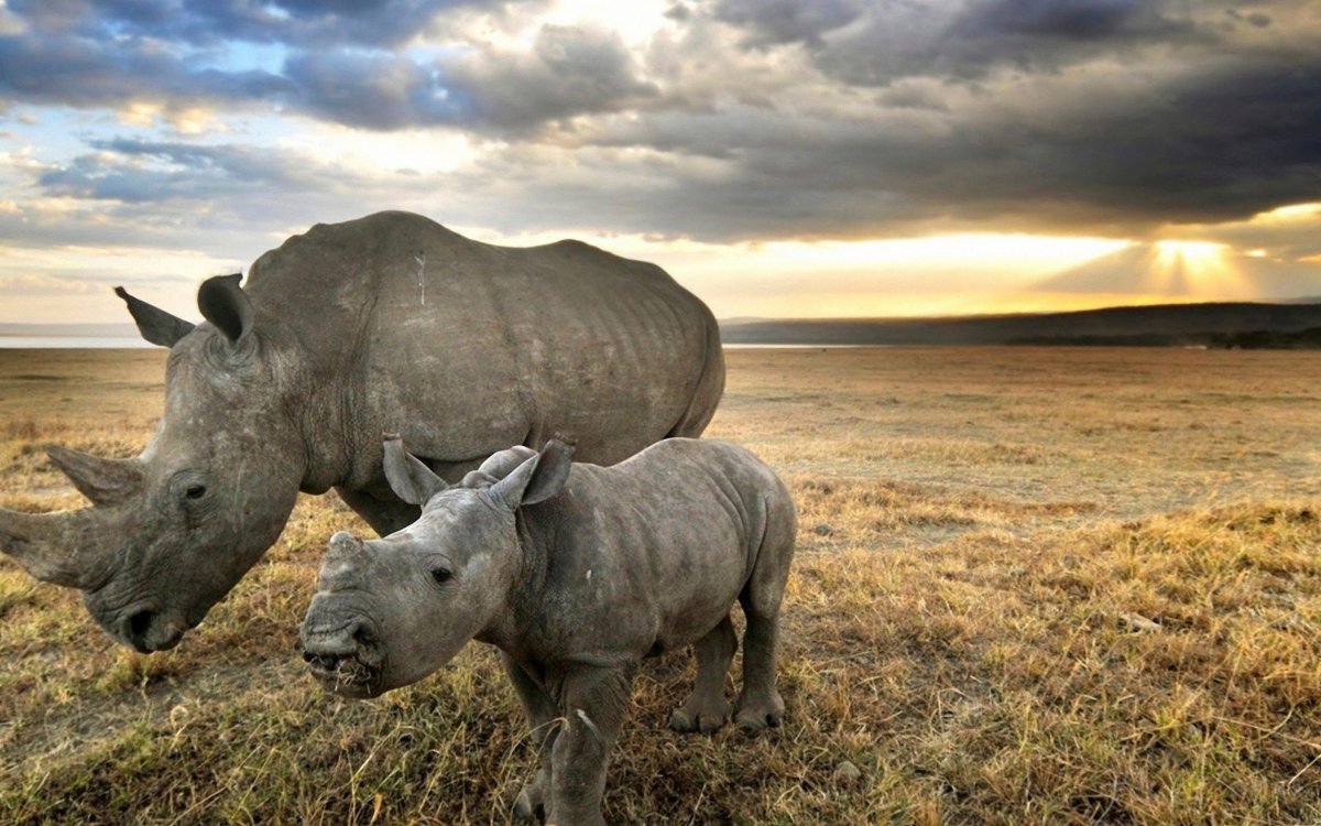 Национал географик белый носорог