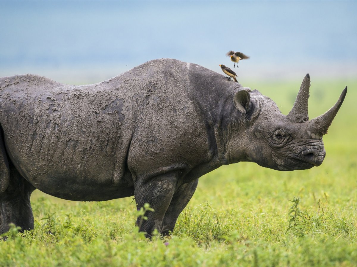 Африканский двурогий носорог