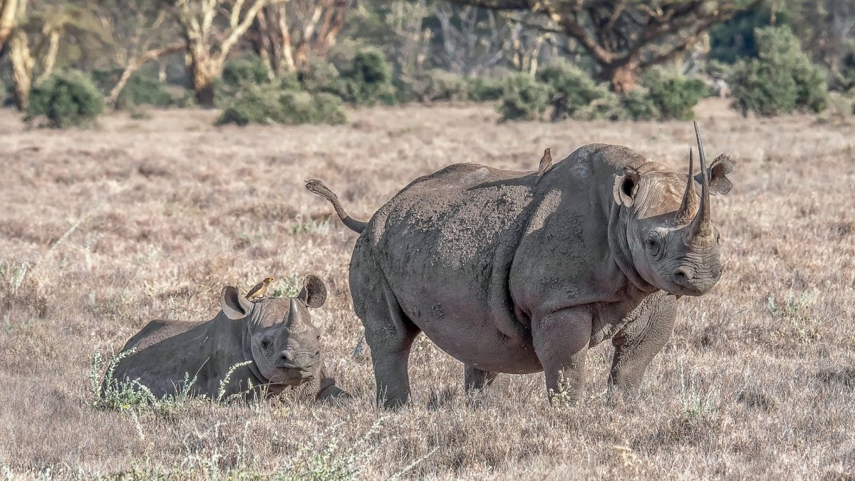 Черный носорог в саванне