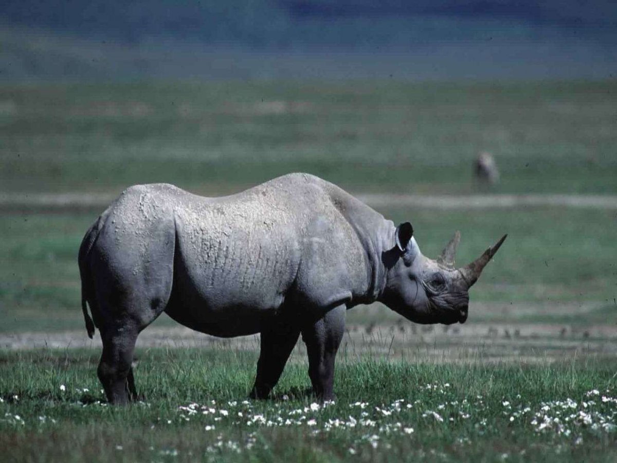 Трехрогий носорог