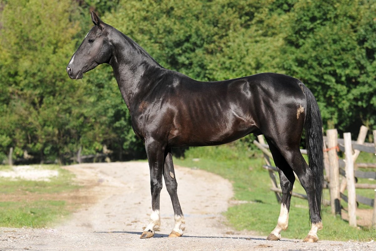 Аланская порода лошадей