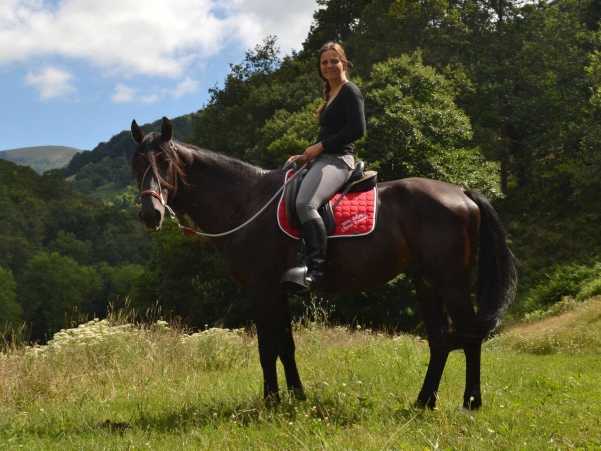 Кабардинец лошадь порода