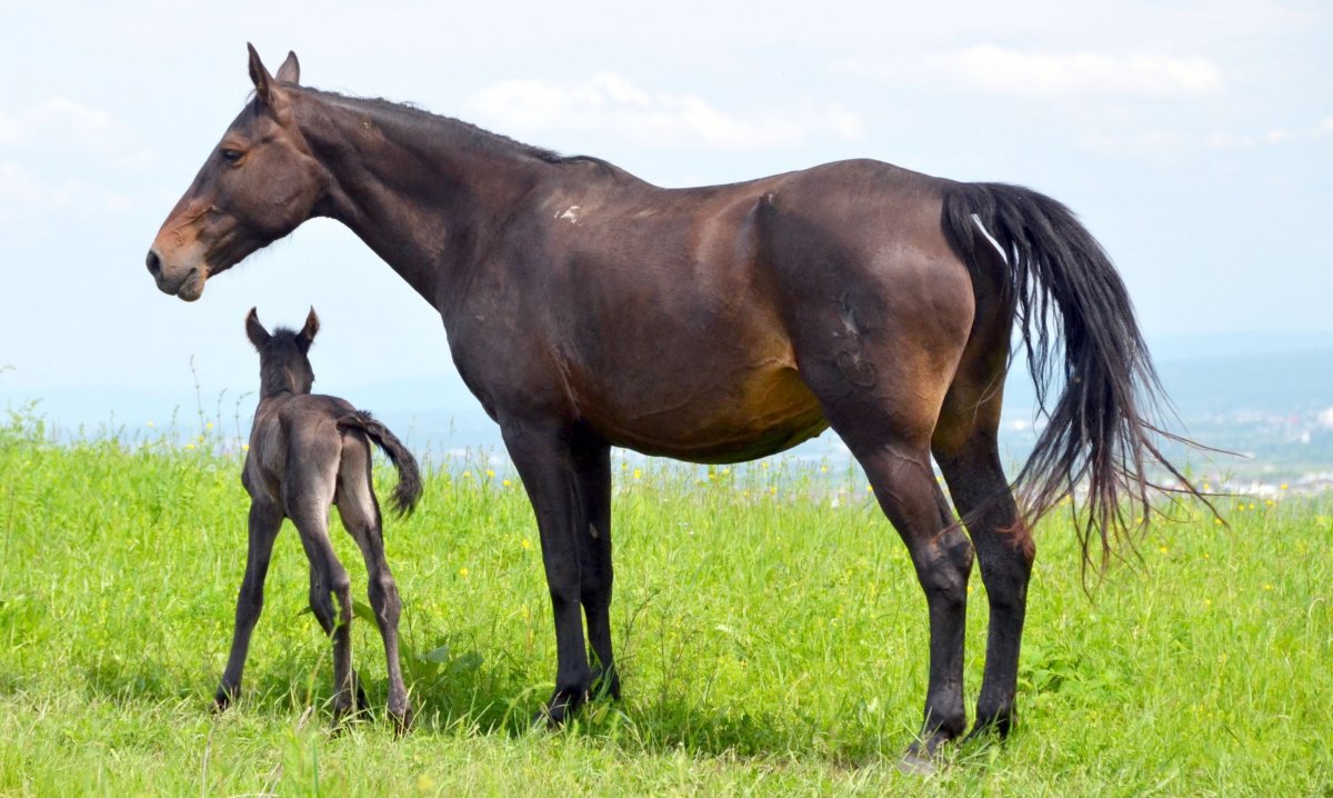 Конь Адмирал карачаевская порода