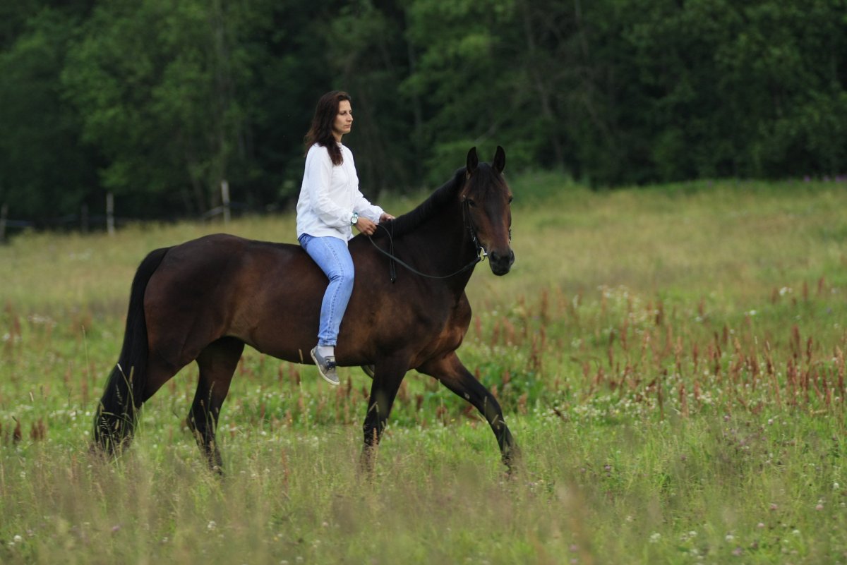 Кабардинская порода лошадей