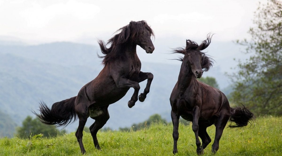 Кабардинская лошадь