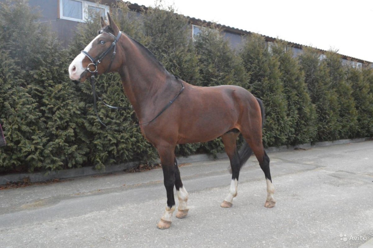 Жеребенок по кабардински