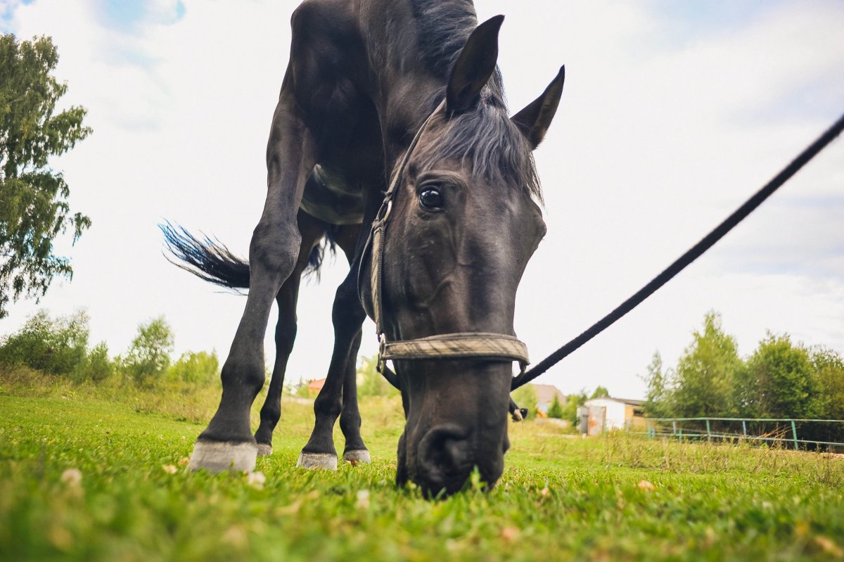 Жеребец Кабардинской породы