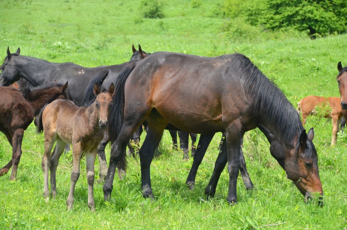 Кабардино-Балкарская порода лошадей