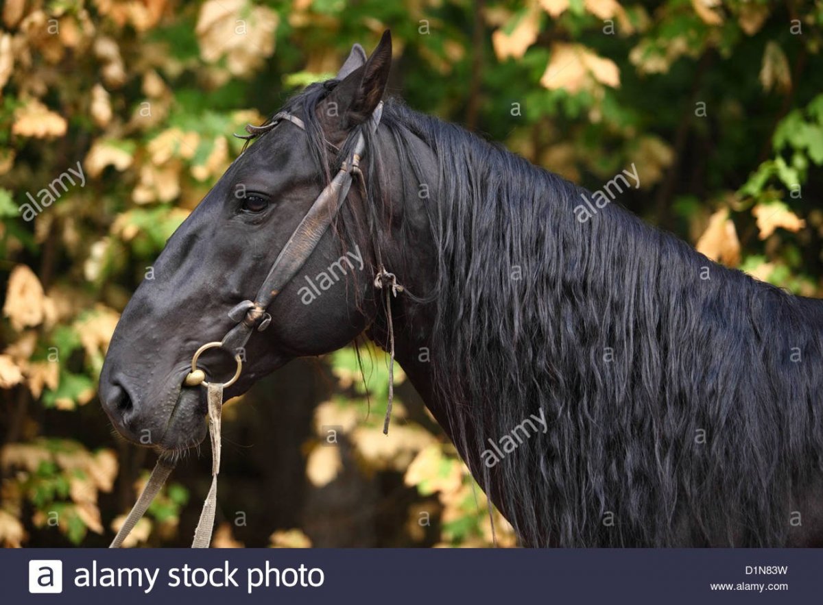 Жеребчики карачаевской породы