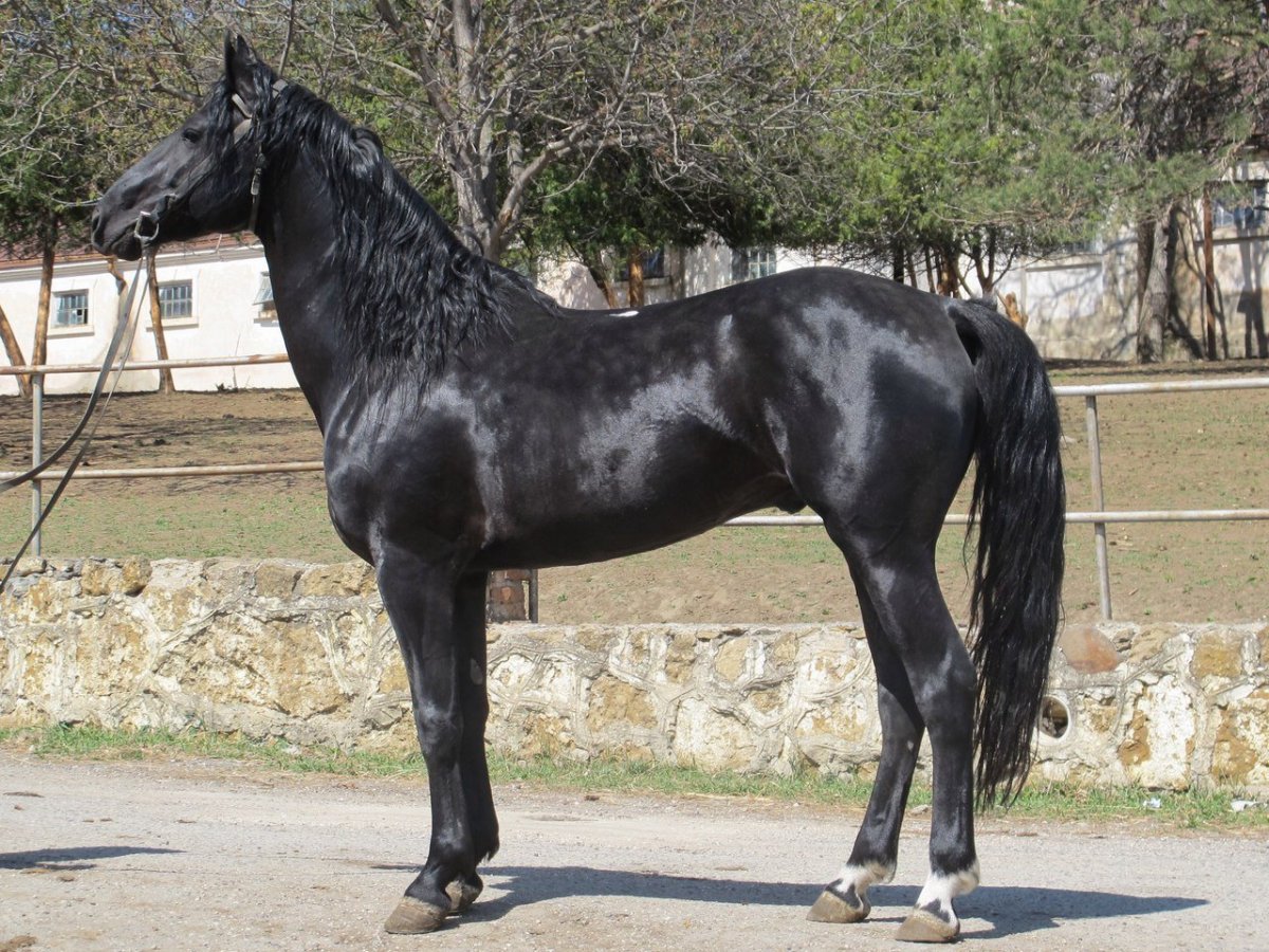 Жеребец карачаевской породы Даусуз