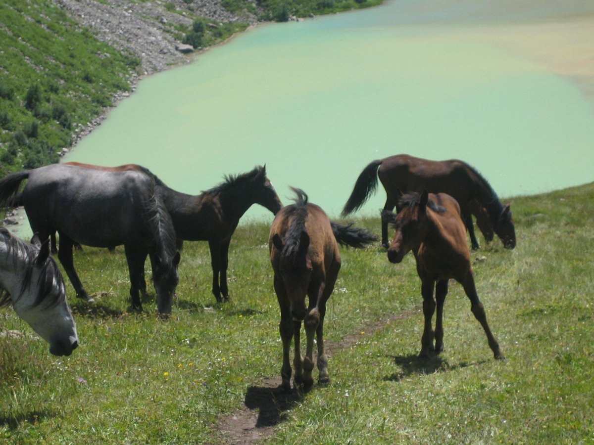 Кабардино-Балкария Балкария лошадь закуреевых