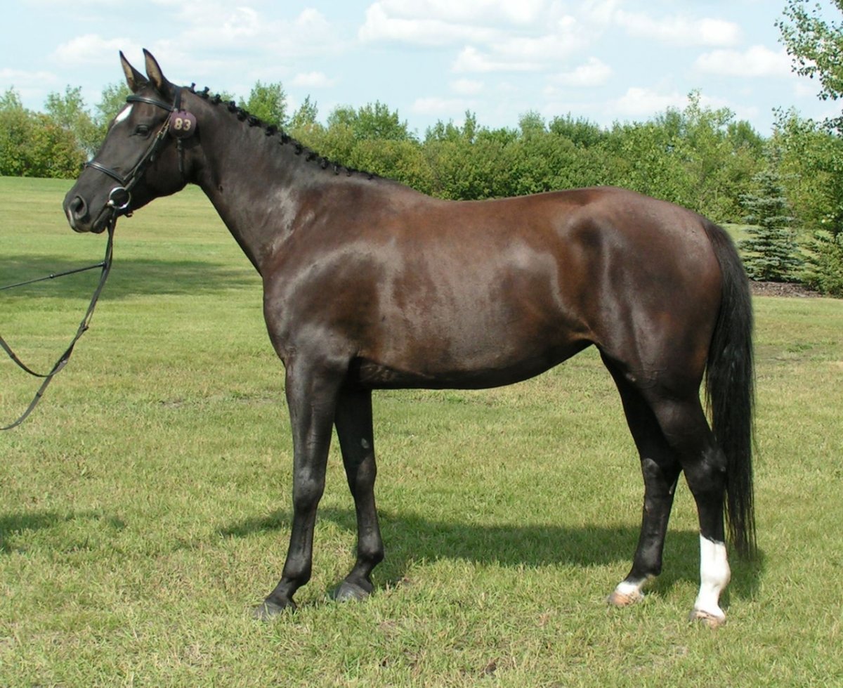 Мегрельская порода лошадей