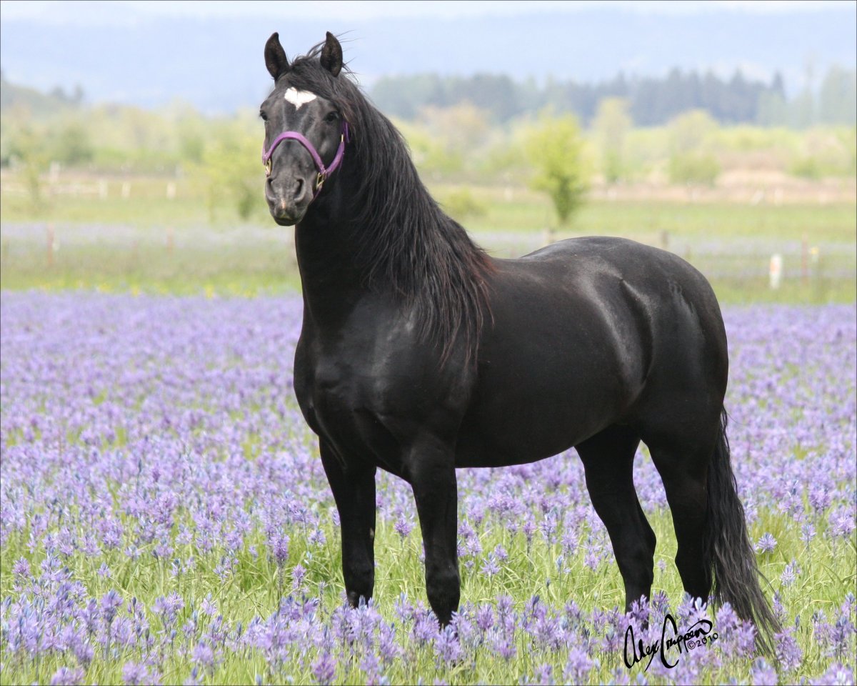 Арабо Кабардинская порода лошадей