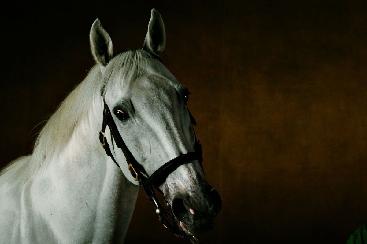 Морда Терского жеребца