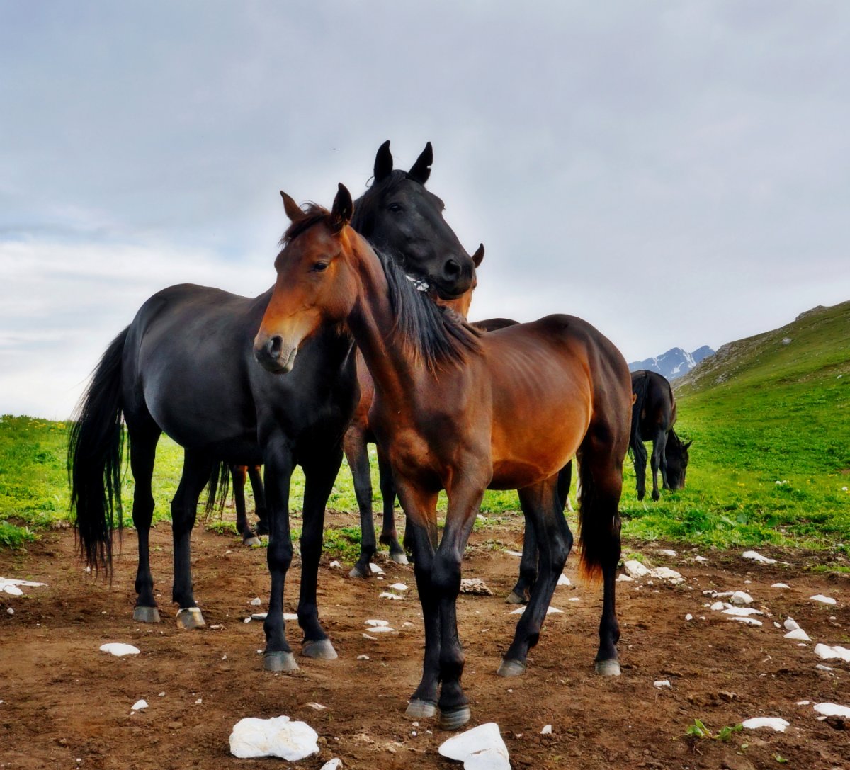Лошади в горах