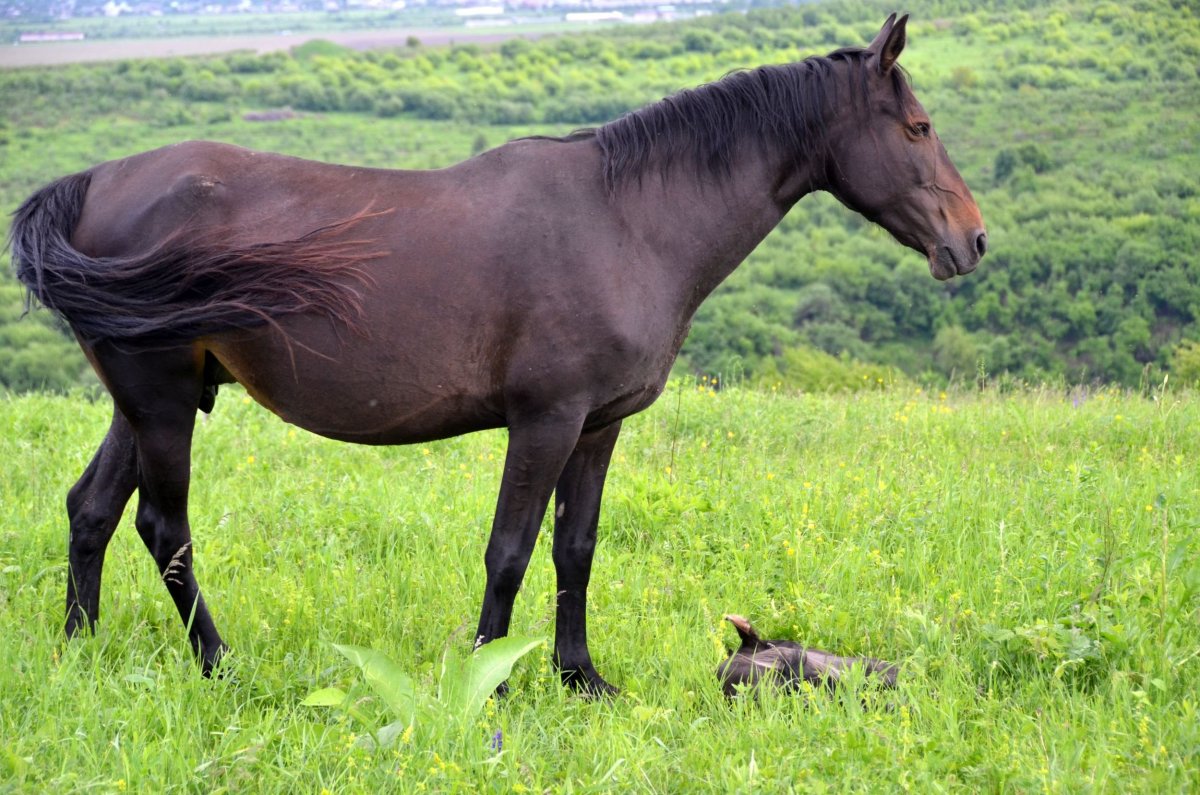 Жеребенок породы Кабардинская лошадь