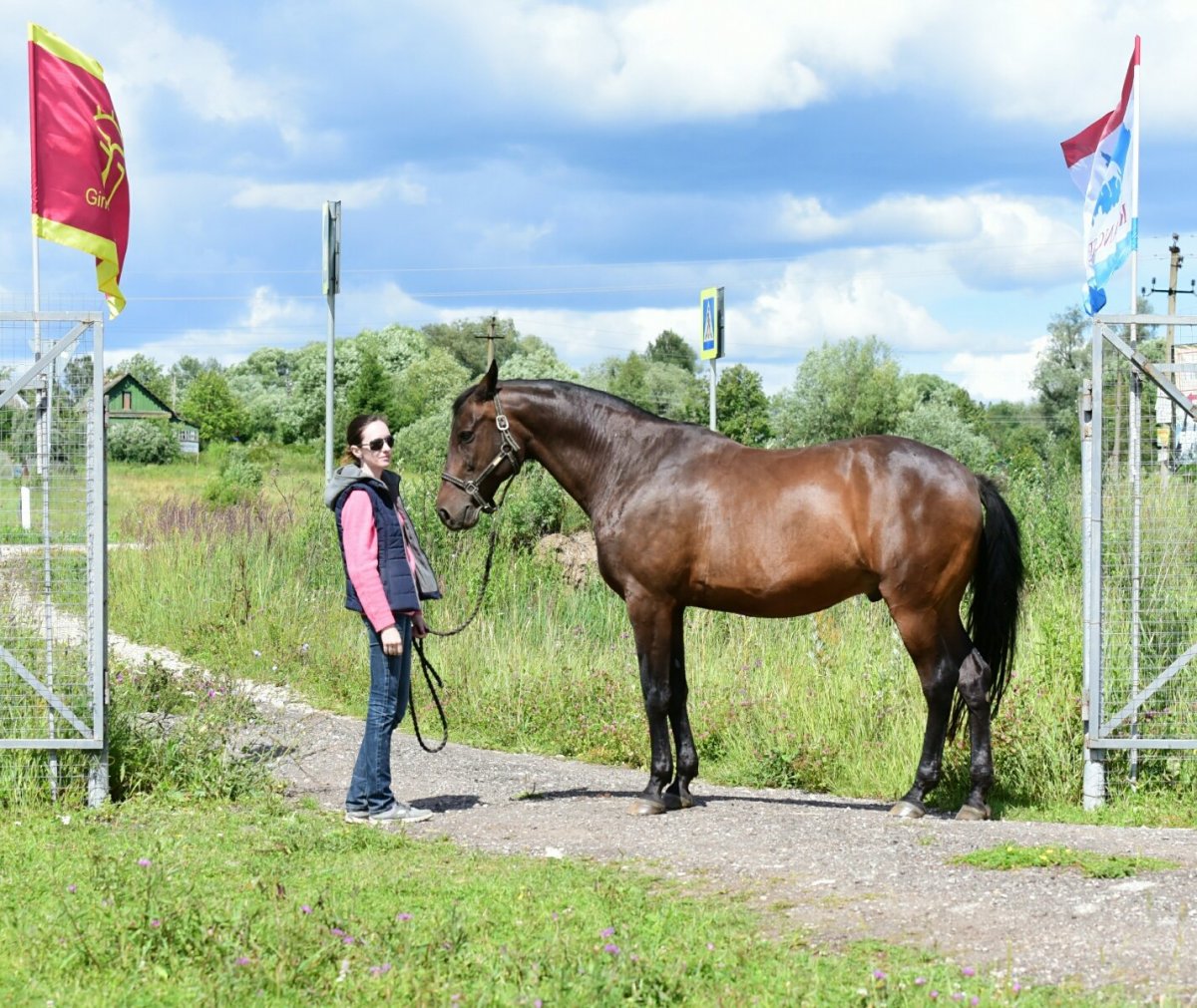 Англо-Кабардинская лошадь