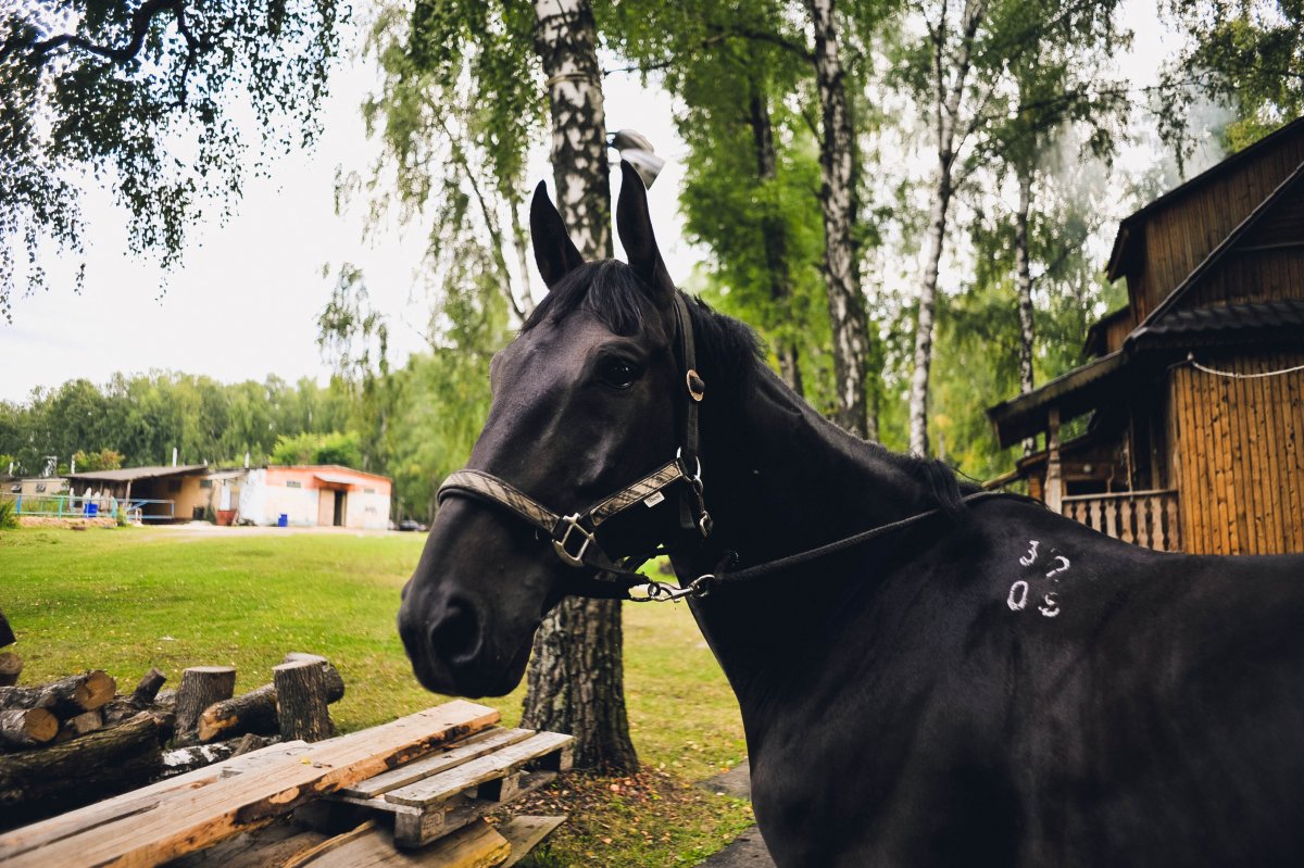 Мерин Кабардинской породы