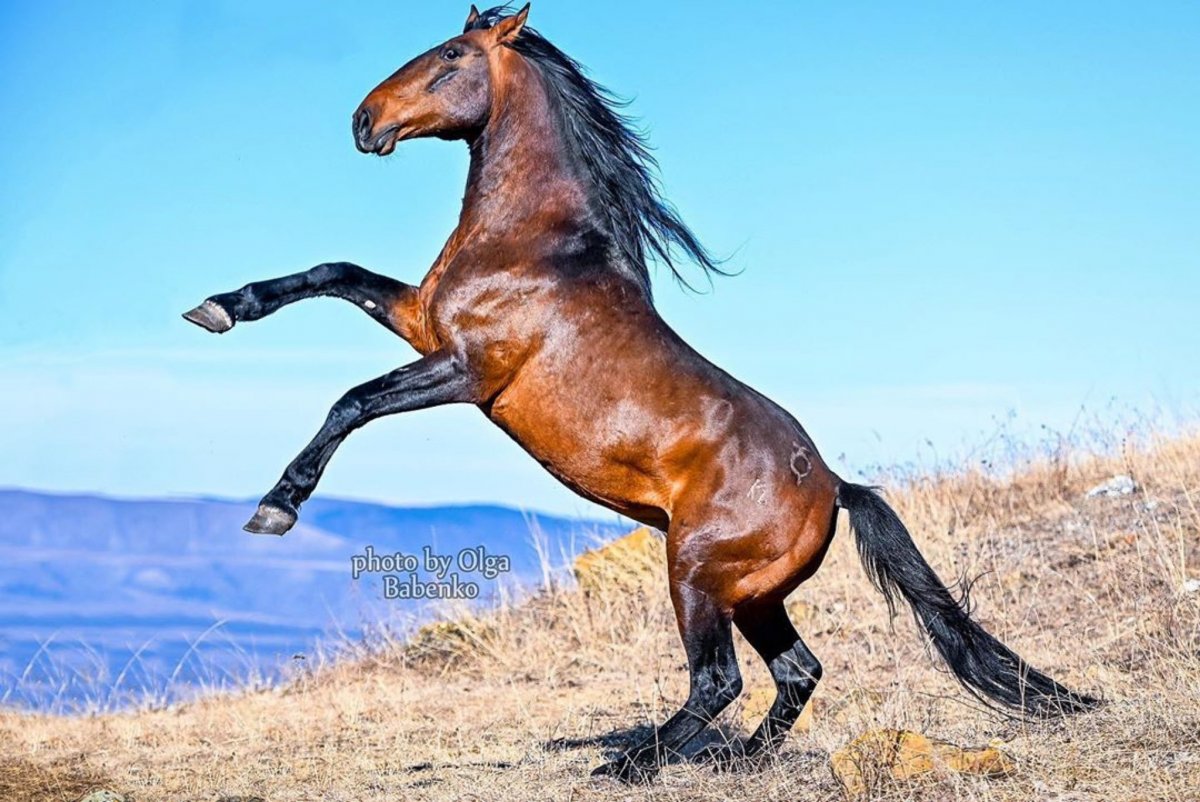 Карачаевский жеребец Король