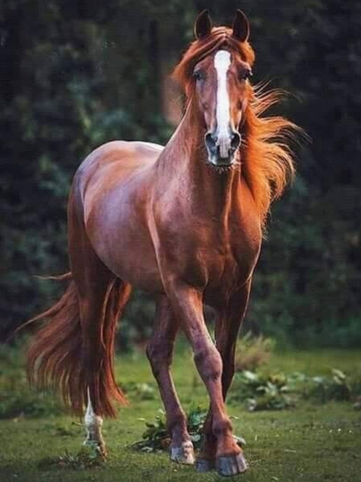 Животные лошади красивые