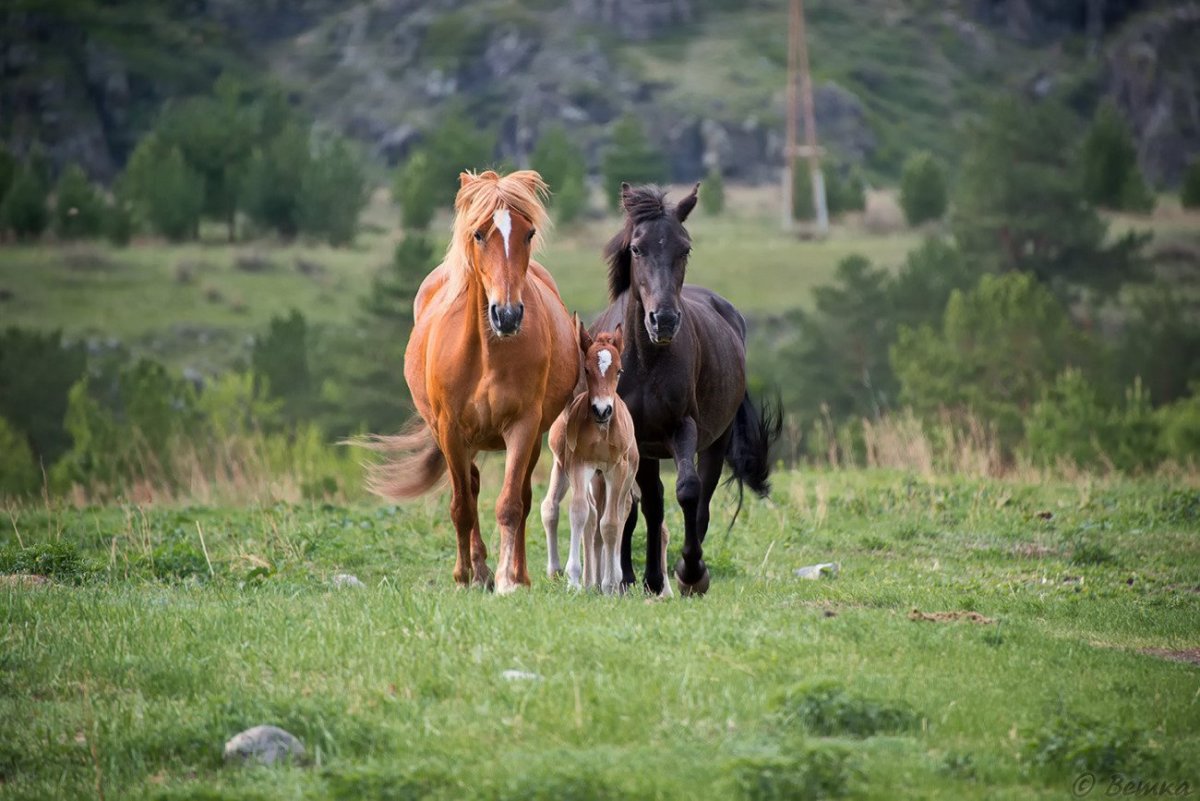Семья лошадей