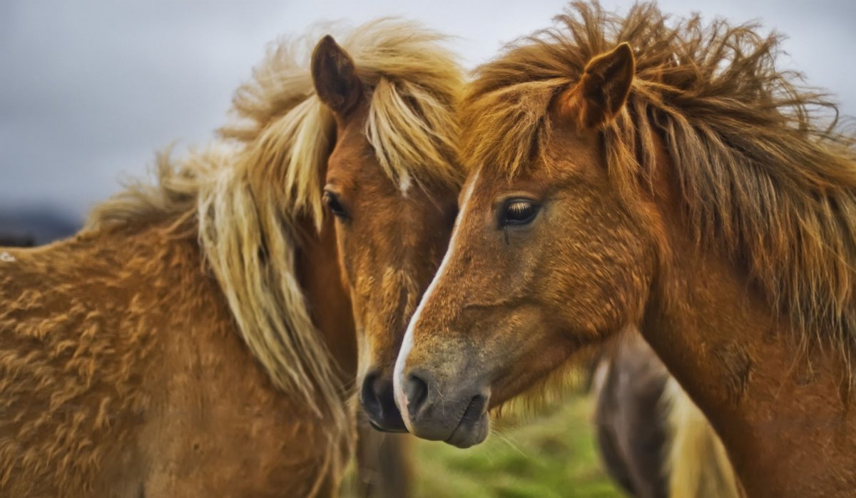 Лошади на рабочий стол
