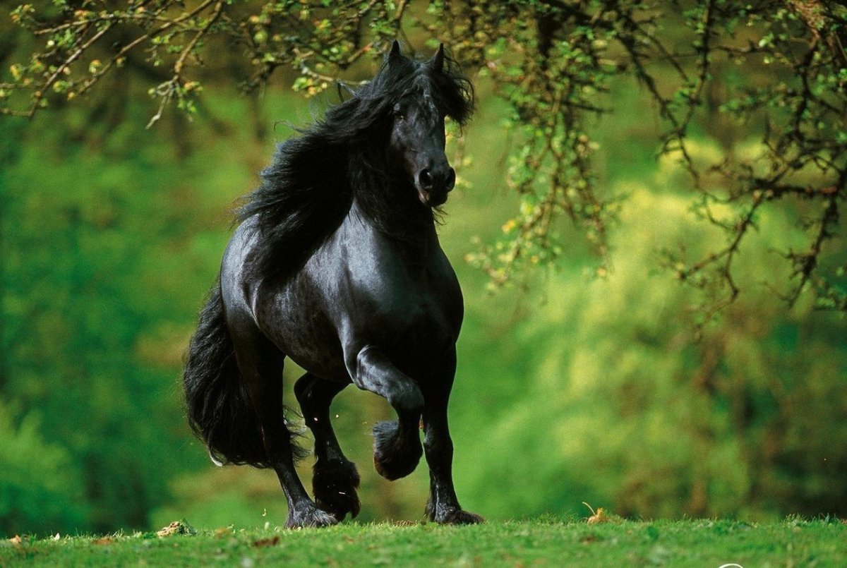 Вороной Мустанг