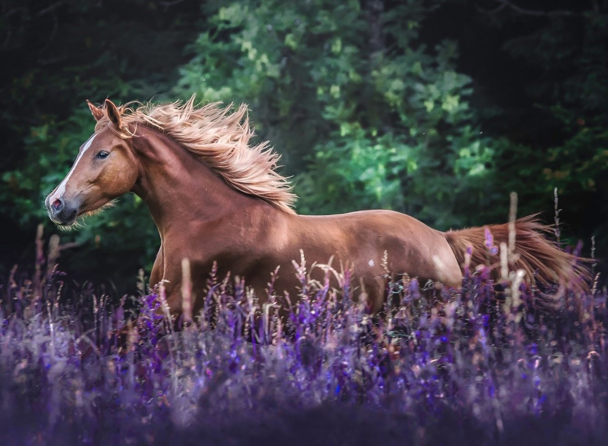 Красивые лошади на природе