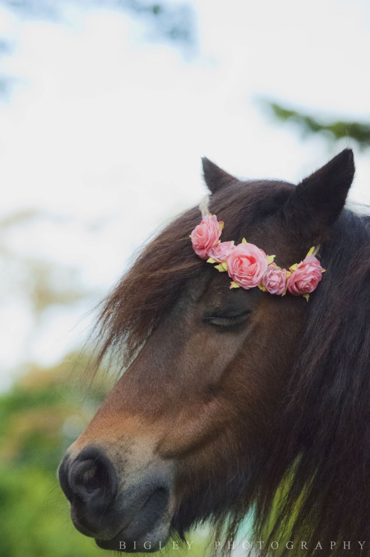 Конь с цветами