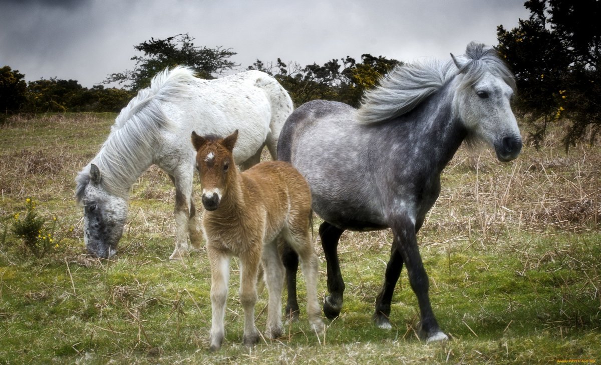 Лошадь конь жеребенок