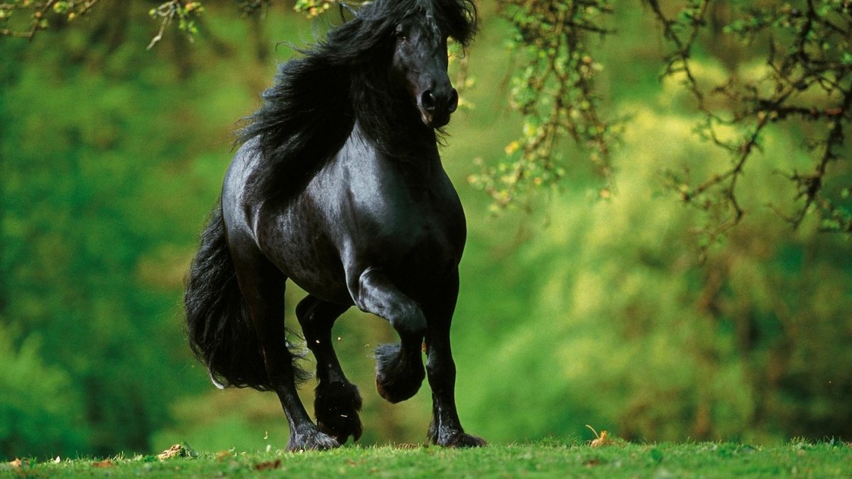 Дикая Вороная лошадь