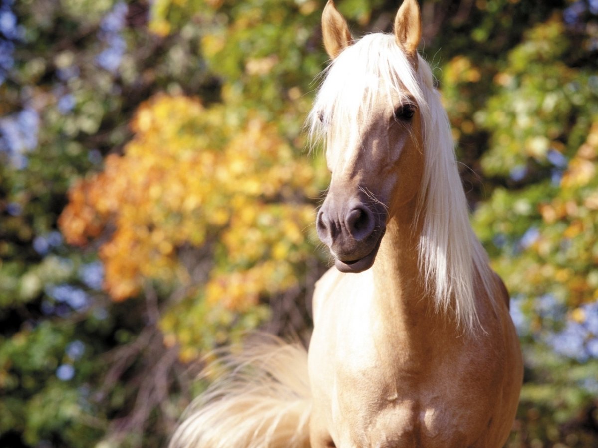 Красивые лошади