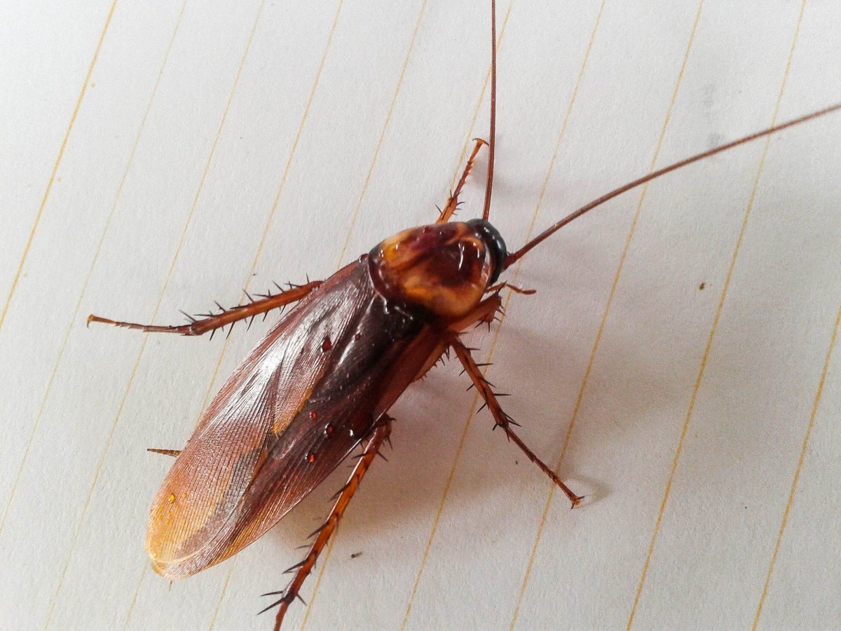 Megaloblatta longipennis